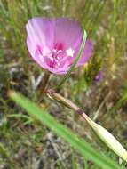 Imagem de Clarkia gracilis subsp. sonomensis (C. L. Bitchc.) F. H. Lewis & M. E. Lewis