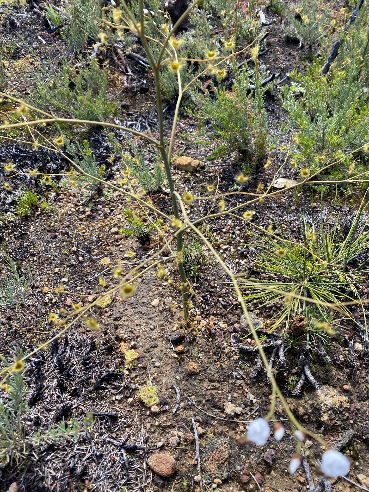 Image of Drosera gigantea Lindl.