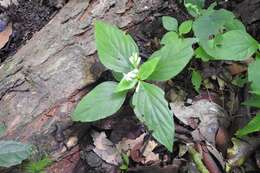 Image de Spigelia scabra Cham. & Schltdl.