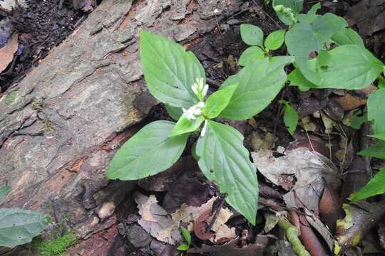 Image de Spigelia scabra Cham. & Schltdl.