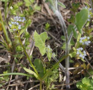 Plancia ëd Valerianella costata (Stev.) Betcke