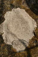 Image of White rim-lichen;   Rim Lichen