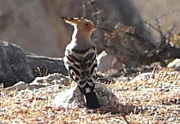 Image of Eurasian Hoopoe