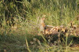 Image of Russet Ground Squirrel