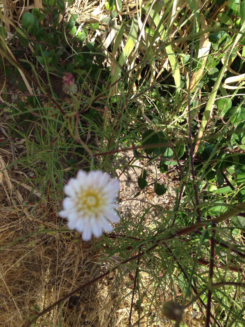 Image of cliff desertdandelion