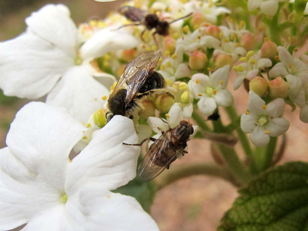 Sivun Colletes inaequalis Say 1837 kuva