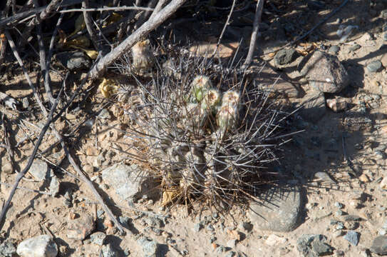 Image of Eriosyce crispa var. huascensis