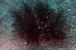 Image of Large Burrowing Sea Cucumber