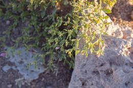 Image of Fagonia chilensis Hooker & Arnott