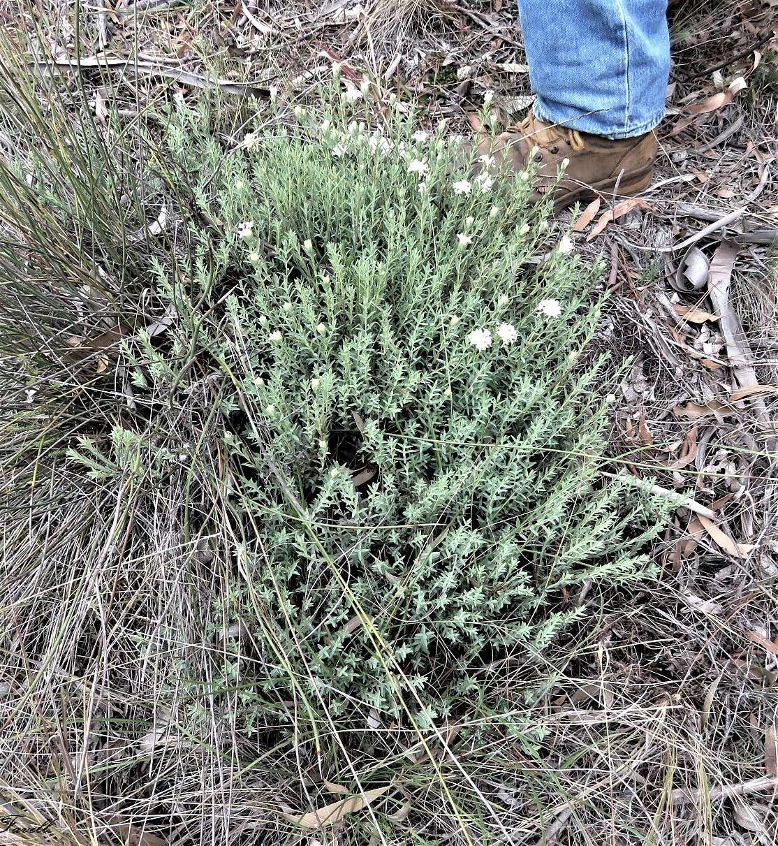 Image of Pimelea glauca R. Br.