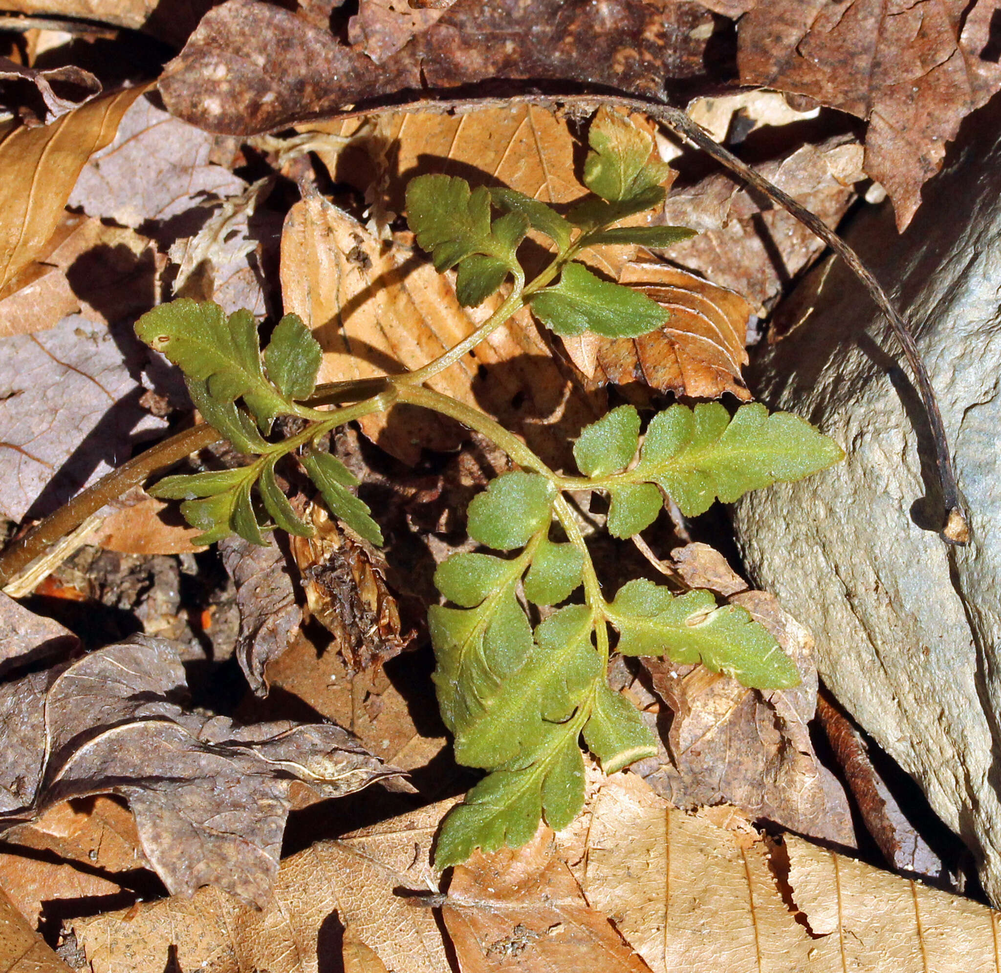 Image of bluntlobe grapefern