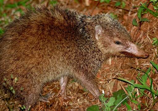 Слика од Tenrec Lacépède 1799