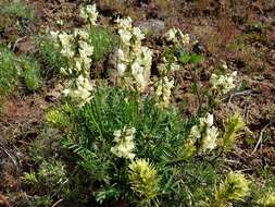 Sivun Astragalus leibergii M. E. Jones kuva