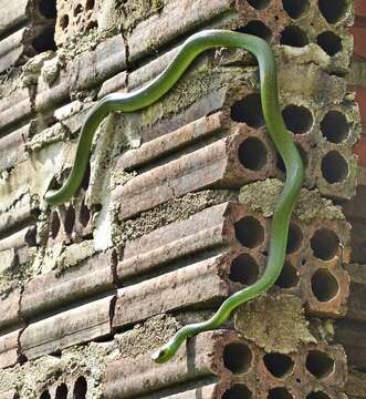 Philodryas olfersii olfersii (Lichtenstein 1823) resmi