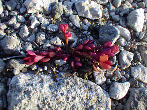 Image of tiny purslane