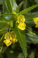 Image of Impatiens dalzellii Hook. fil. & Thoms.