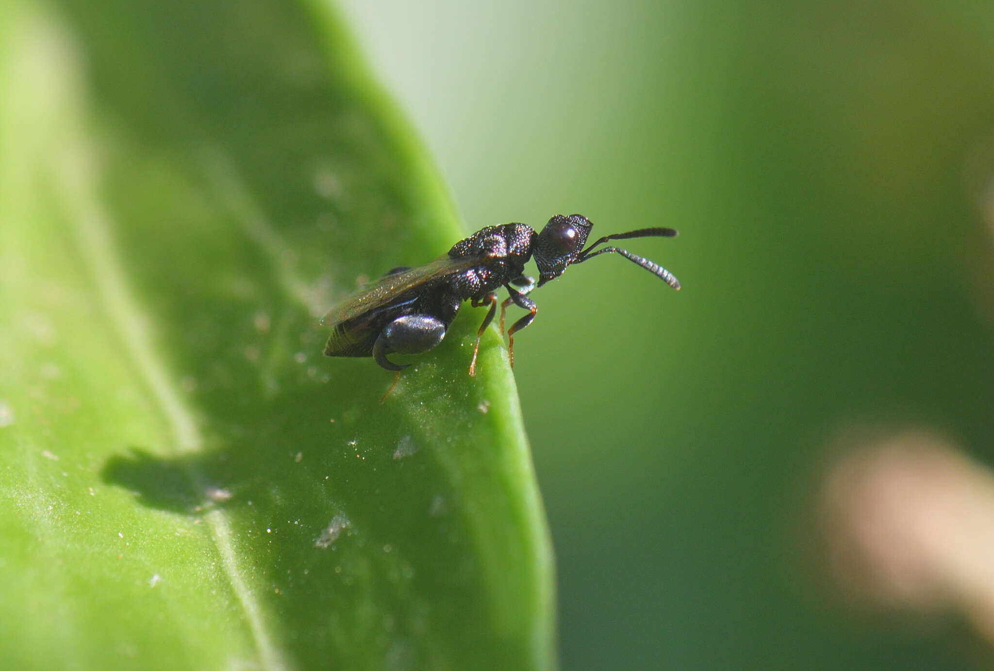 Image of Dirhinus hesperidum (Rossi 1790)