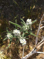 Imagem de Johnstonella angustifolia (Torr.) Hasenstab & M. G. Simpson