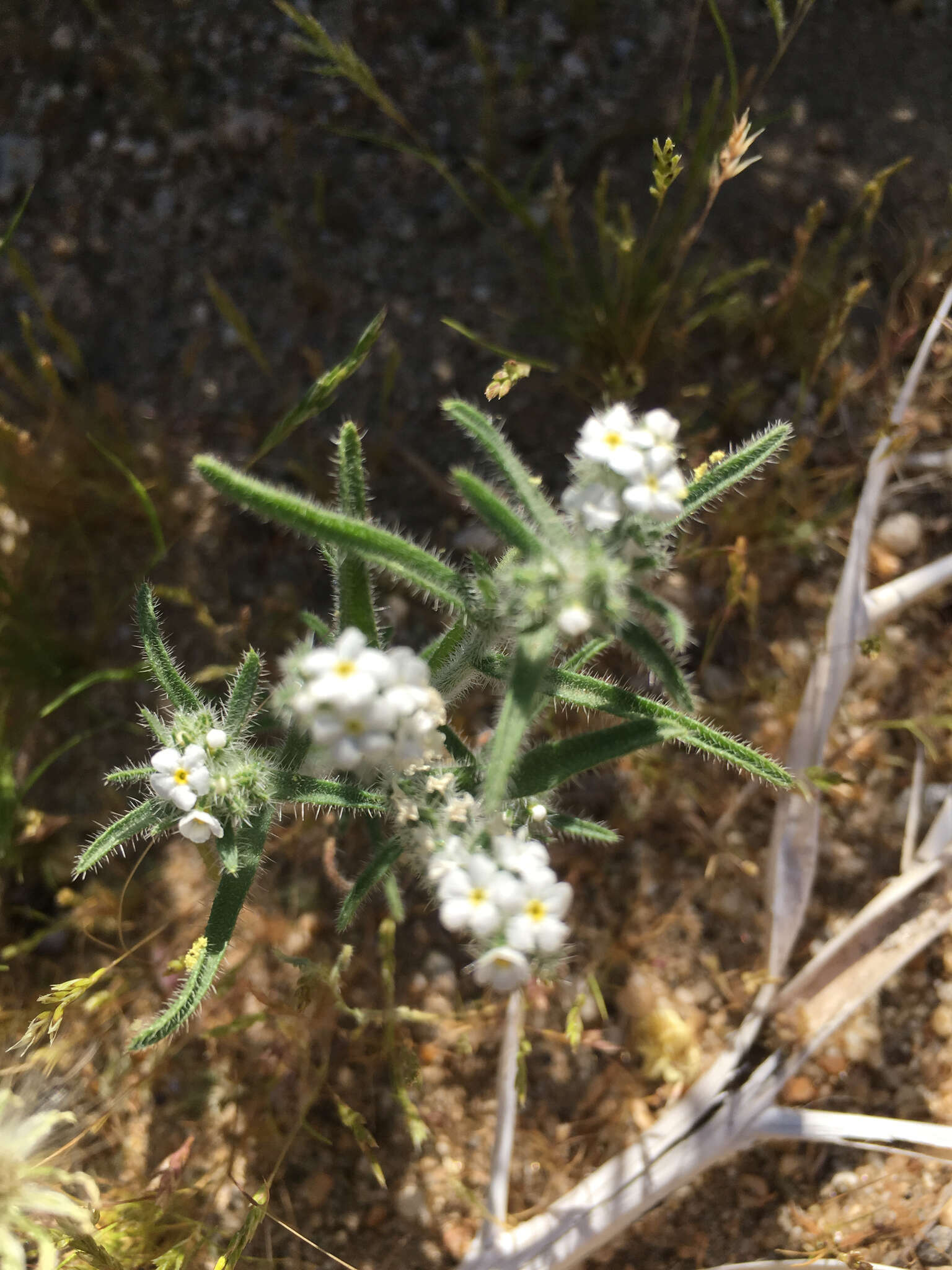 Imagem de Johnstonella angustifolia (Torr.) Hasenstab & M. G. Simpson