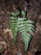 Image of Diploblechnum diversifolium (Mett.) Gasper & V. A. O. Dittrich