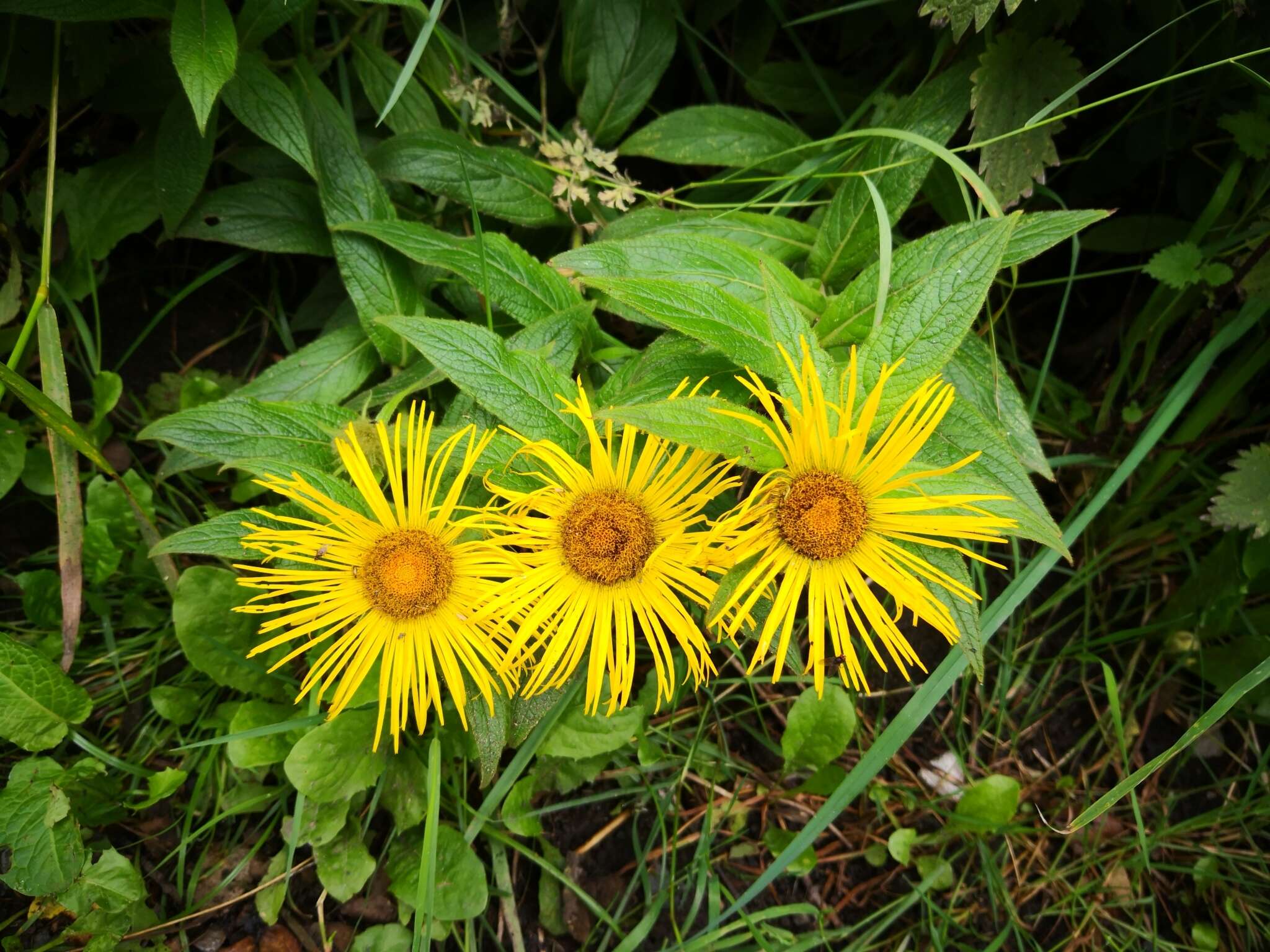 Image of Hooker's inula