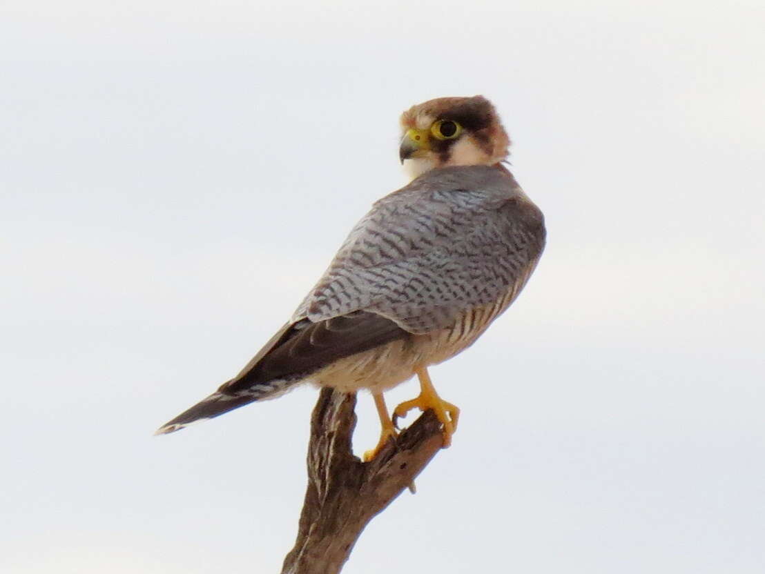 Image of Falco chicquera horsbrughi Gunning & Roberts 1911