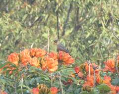 Image of Indian Blackbird