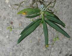 Imagem de Angraecum sacciferum Lindl.