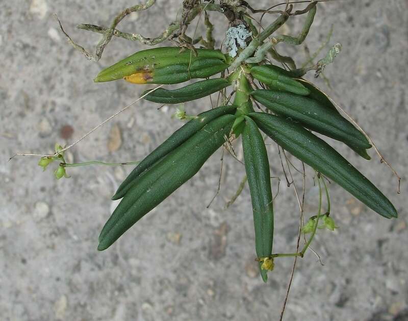 Imagem de Angraecum sacciferum Lindl.