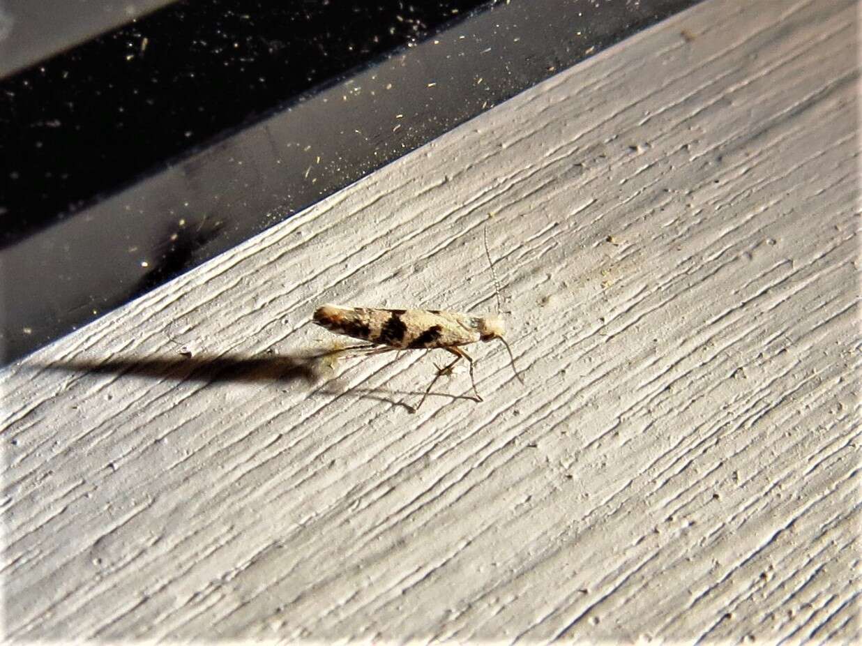 Image of Argyresthia austerella Zeller 1873