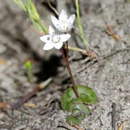 Image of <i>Crassula <i>capensis</i></i> var. capensis