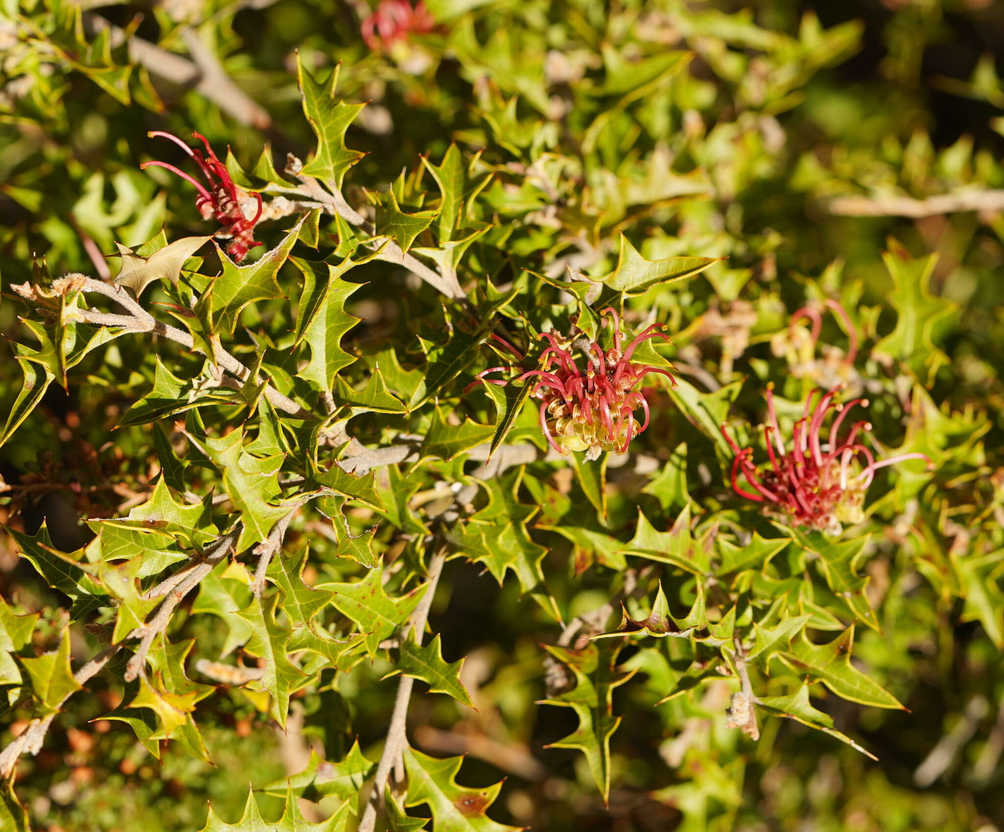 Image of Grevillea aquifolium Lindl.