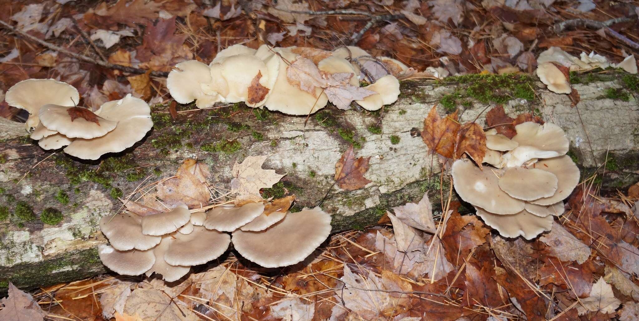 Image of Pleurotus populinus O. Hilber & O. K. Mill. 1993