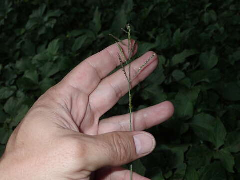 Слика од Eriochloa barbatus (Trin.) S. Yadav & M. R. Almeida