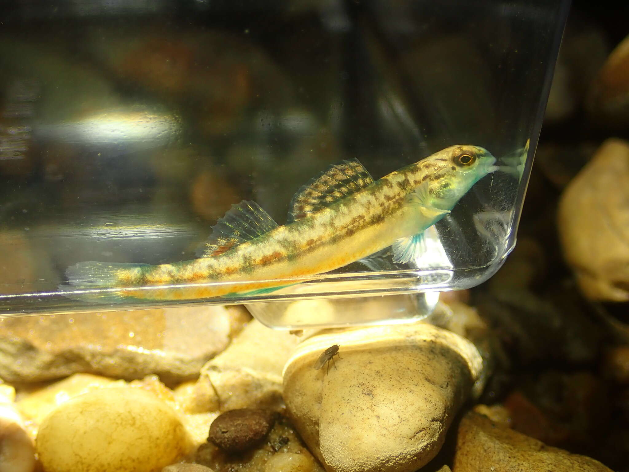 Plancia ëd Etheostoma cyanoprosopum