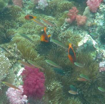 Image of Red saddleback anemonefish