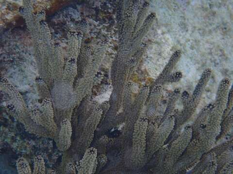 Image of Black Sea rod