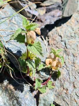 Image of Lamium tomentosum Willd.