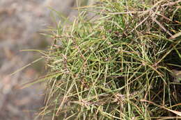 Image of Hakea ulicina R. Br.