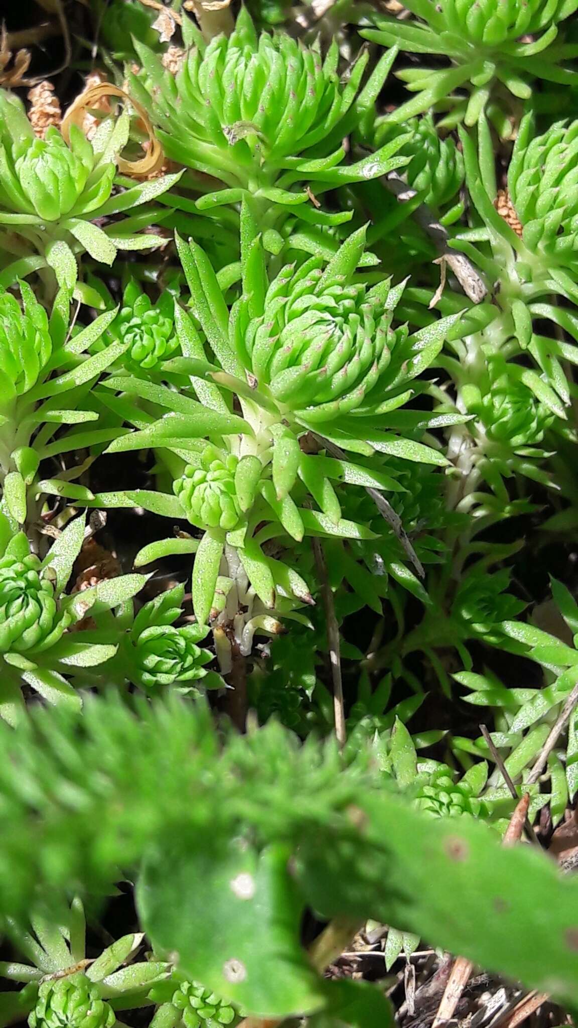 Слика од Petrosedum forsterianum (Sm.) V. Grulich