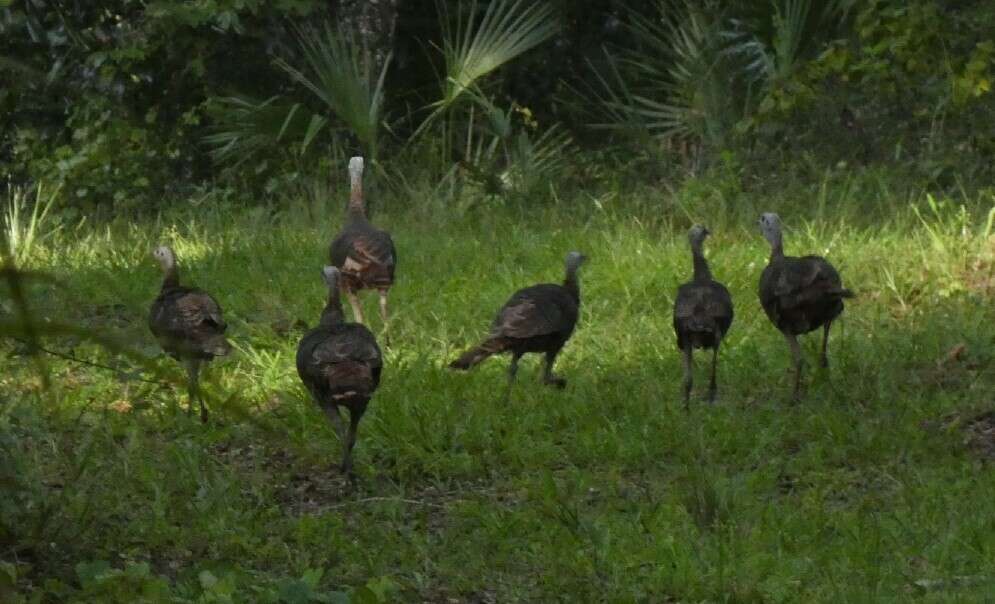 Imagem de Meleagris gallopavo osceola Scott 1890