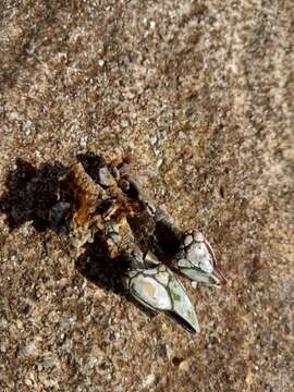 Image of goose neck barnacle