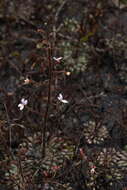 Image of Stylidium assimile R. Br.