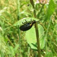 Image of <i>Arima marginata</i>