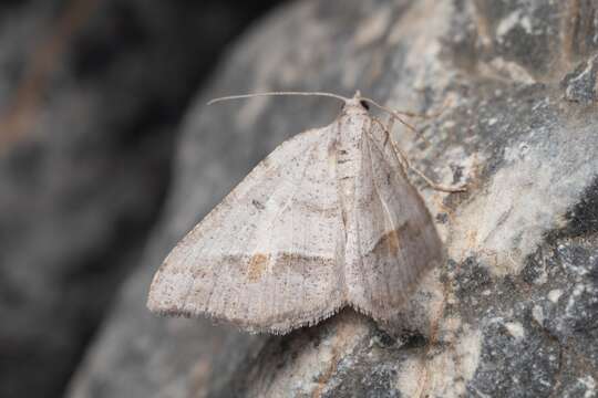 Image of Macaria artesiaria