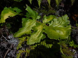 Image of Sonchus regius (Skottsb.) S. C. Kim & Mejías