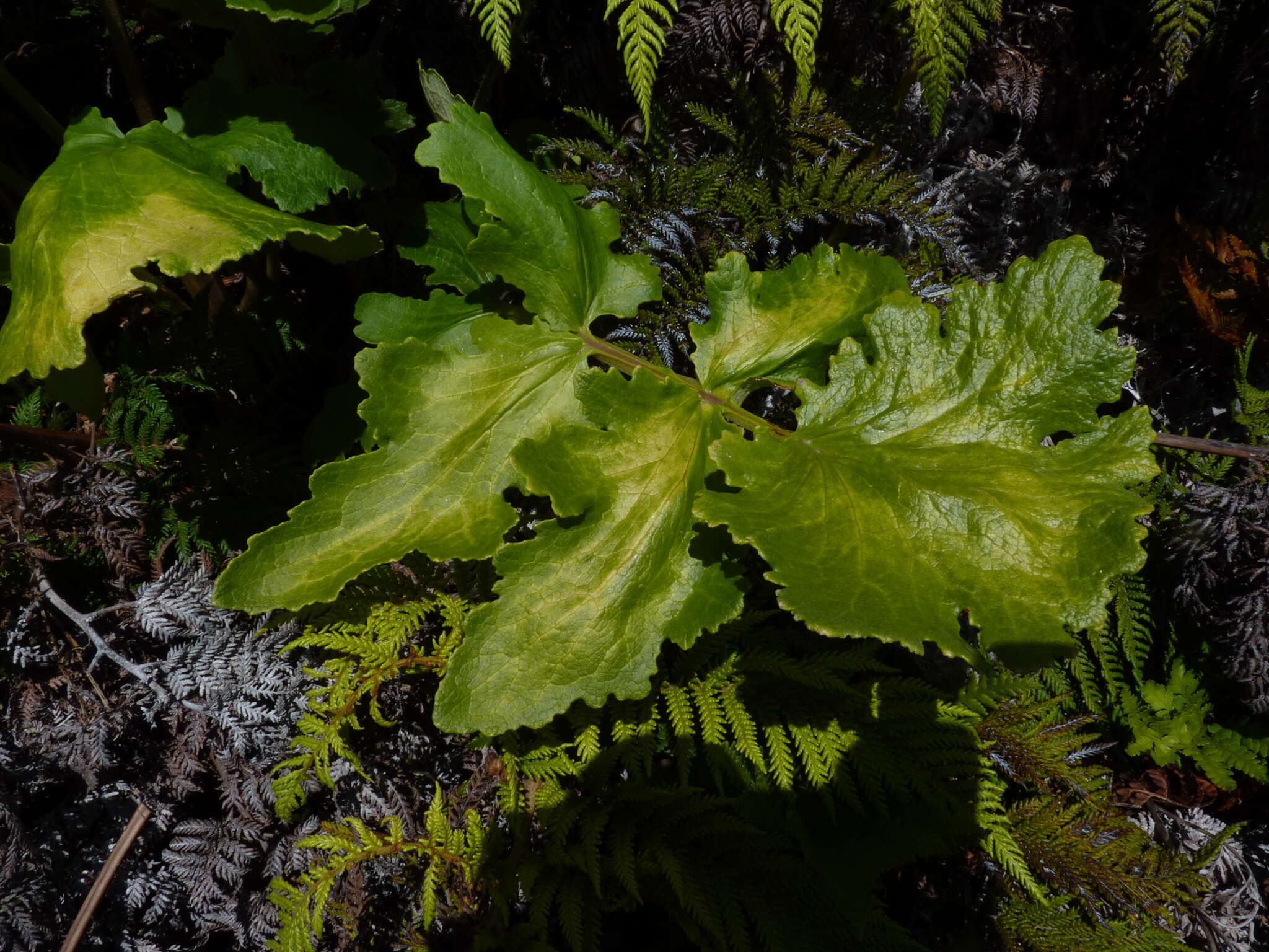 Image of Sonchus regius (Skottsb.) S. C. Kim & Mejías