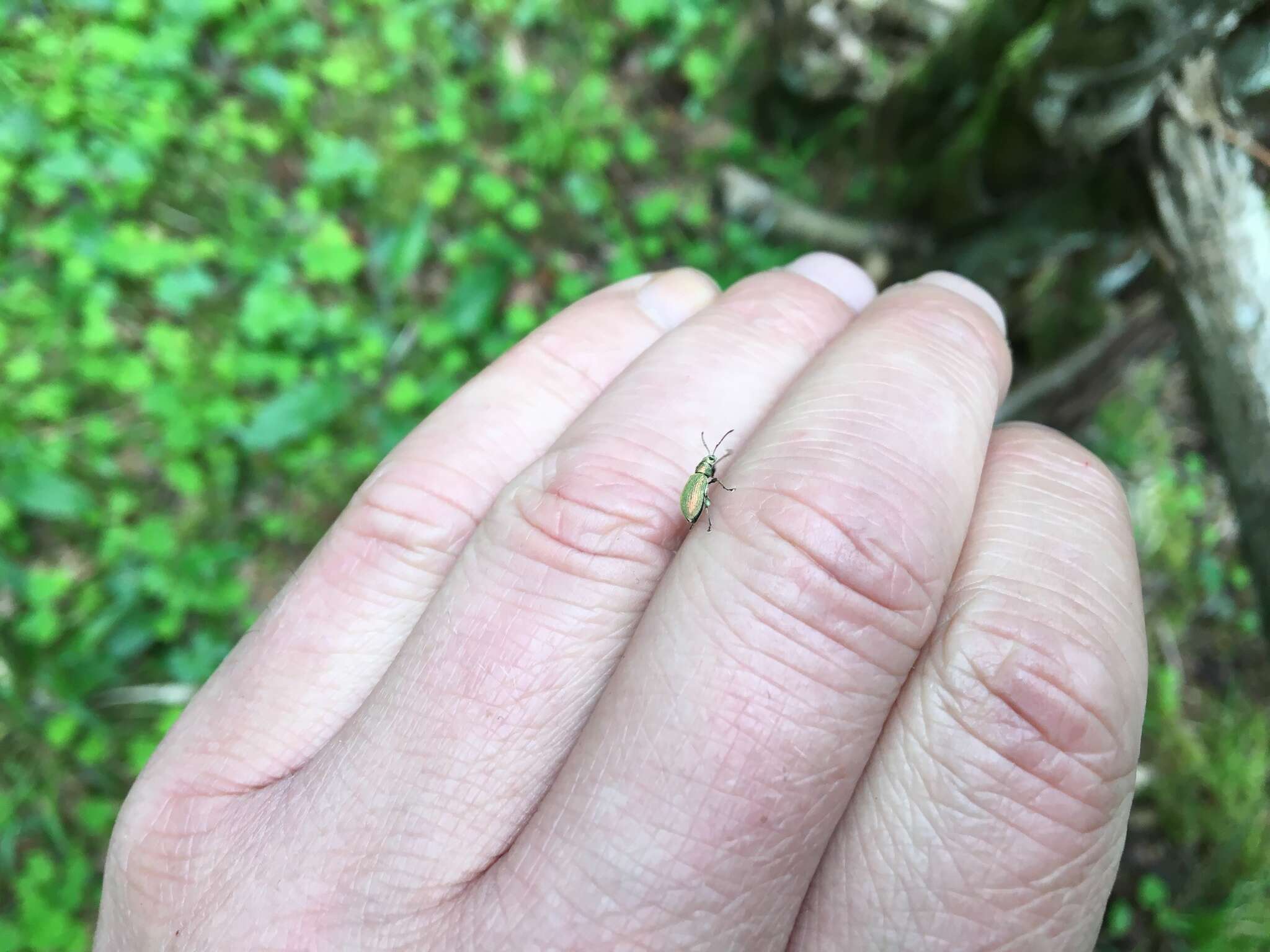 Plancia ëd Phyllobius (Dieletus) argentatus Linnaeus 1758