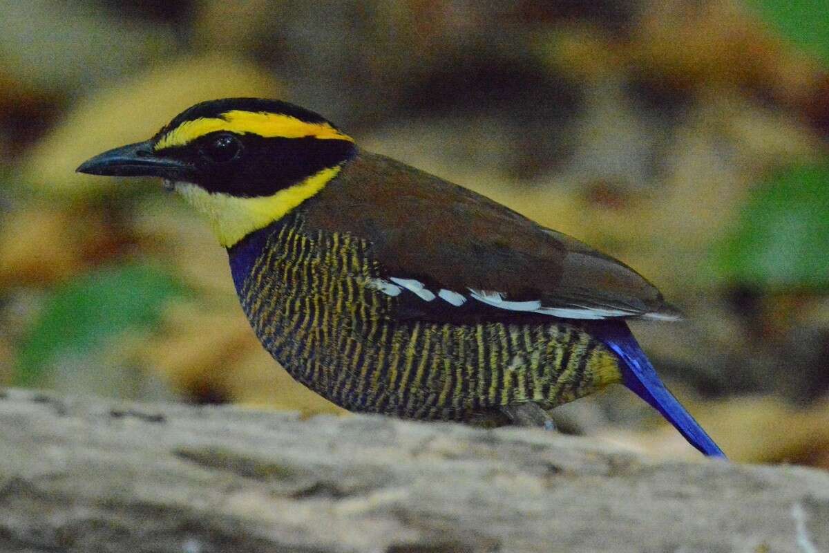 Image of Javan Banded Pitta