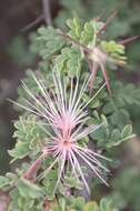 Image of Calliandra redacta (J. H. Ross) Thulin & Asfaw